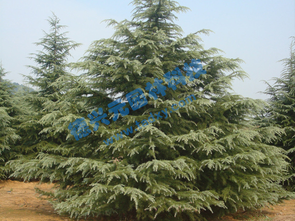 �c���鿴Ԕ����Ϣ���}��ѩ�� ��x�Δ�(sh��)��2007