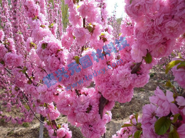 �c���鿴Ԕ����Ϣ���}���ѻ� ��x�Δ�(sh��)��2061